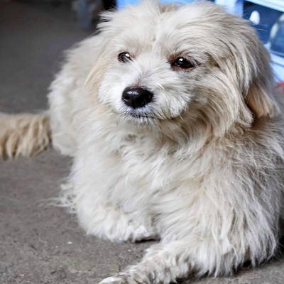 White Shih Tzu