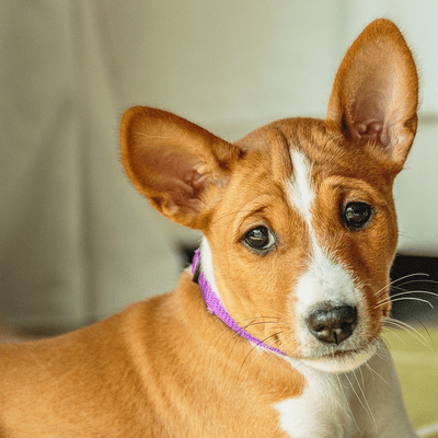 Red Basenji