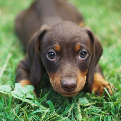 Tweenie Dachshund