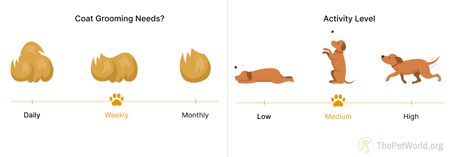 weekly grooming -medium energy levels of dogs. thepetworld.org