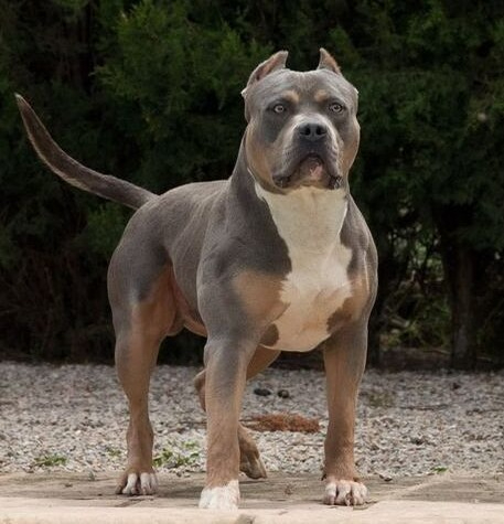 XXL Bully dog