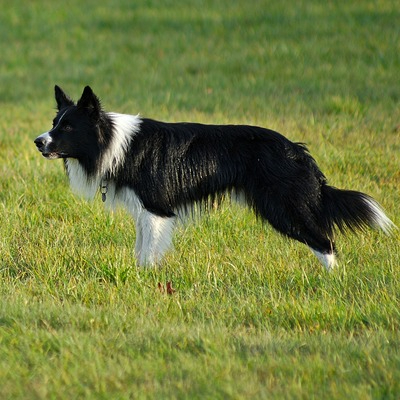 Border Collie