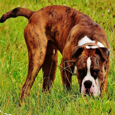 Fawn Boxer