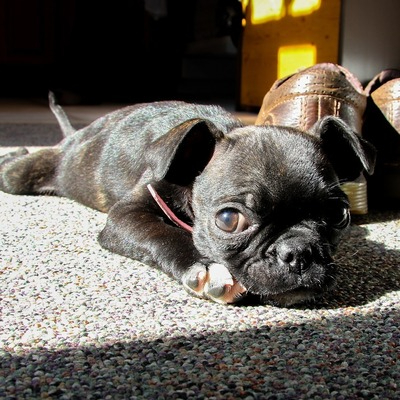 Black Boston Terrier Puppy