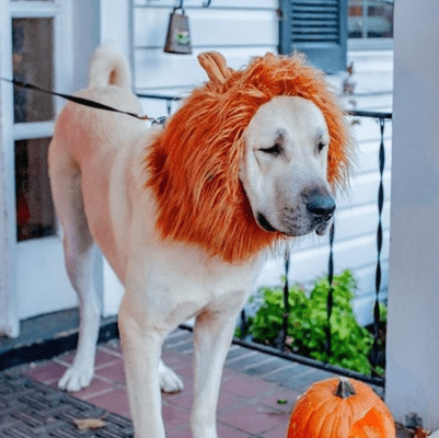 White Anatolian Shepherd