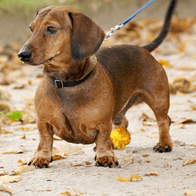 Smooth-haired Dachshund