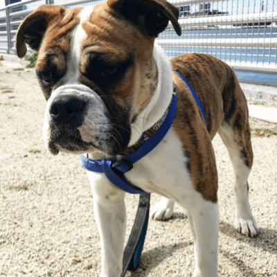 White and Brindle Beabull