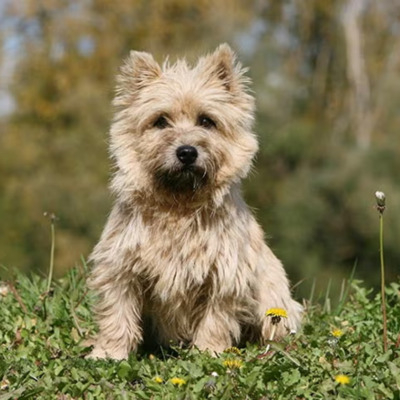 Fawn Cairn Terrier