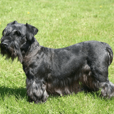 Charcoal Cesky Terrier