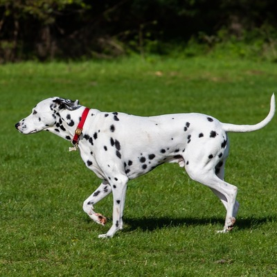 White Dalmatian with black spots