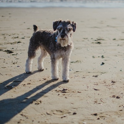 Miniature Schnauzer