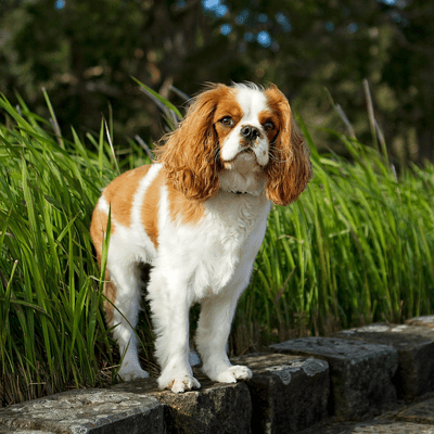 Cavalier King Charles Spaniel