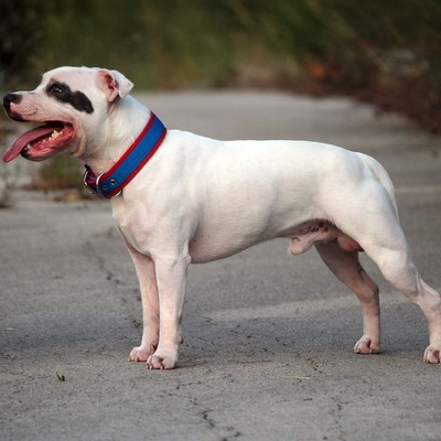 White Staffordshire Bull Terrier