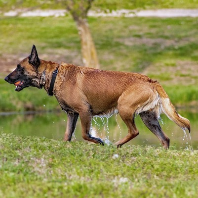 Belgian Malinois