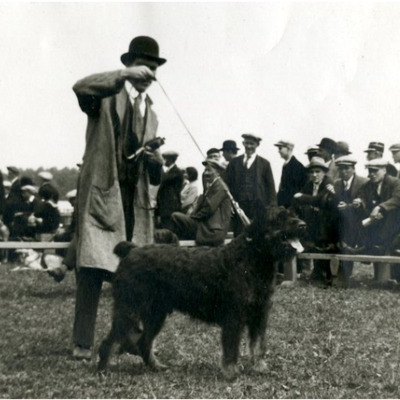 Bouvier des Flandres in 1920s