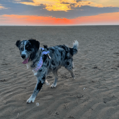 Blue Merle Australian Retriever