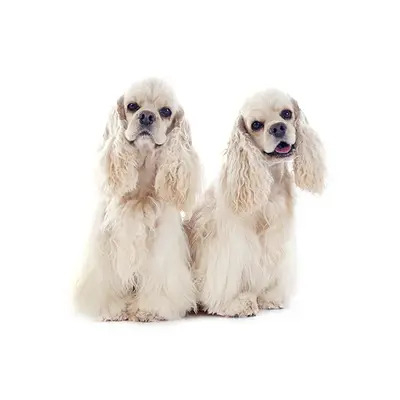 White Cocker Spaniel