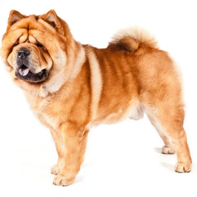 Chow Chow