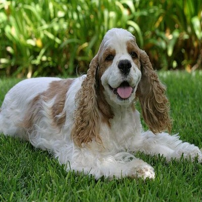 White Cocker Spaniel with brown markings