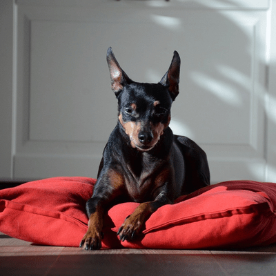 German Pinscher