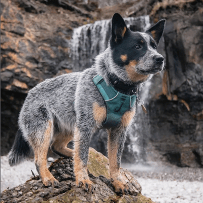 Australian Cattle Dog