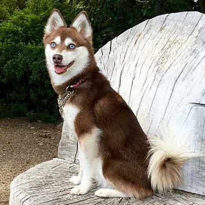 Brown and White Alaskan Klee Kai