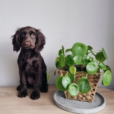 Dark Chocolate Boykin Spaniel