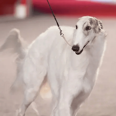 White Borzoi