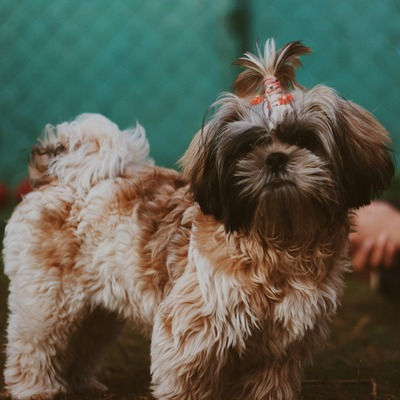 Brindle Shih Tzu