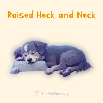 Raised Heck and Neck