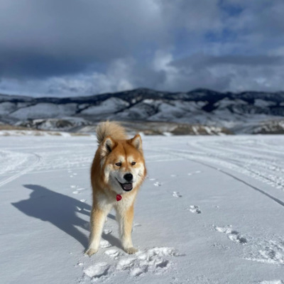 Brown Chusky with White Hues