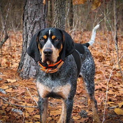 Bluetick Coonhound