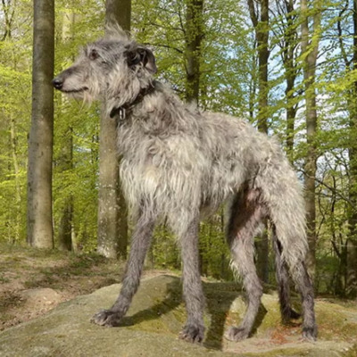 Light -Grey Scottish Deerhound