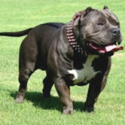 standard sized American bully