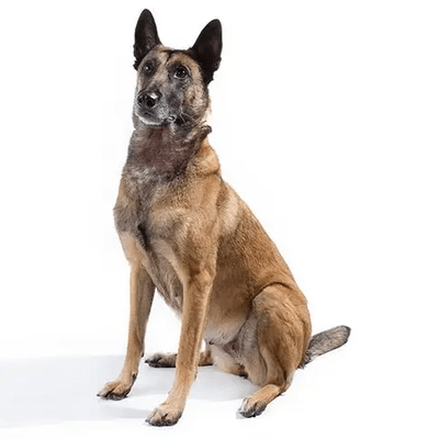 Fawn Belgian Malinois