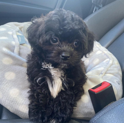 Black Shih-Poo