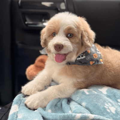 Toy Aussiedoodle