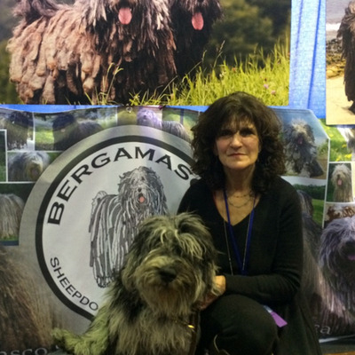 Bergamasco Sheepdog history