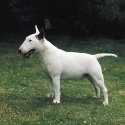 White Bull Terrier