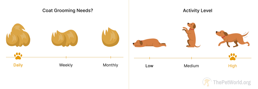 daily grooming- high energy level for dogs . thepetworld.org