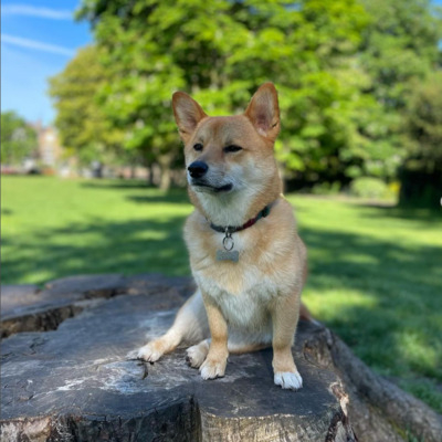 Fawn Corgi Inu