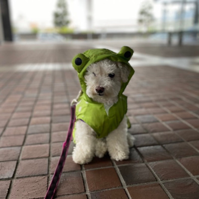 White Schnoodle