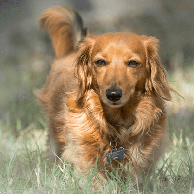 Long-haired Dachshunds