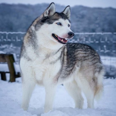 Siberian Husky