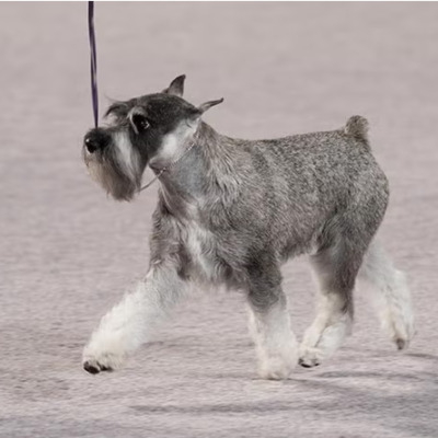 Schnauzer 