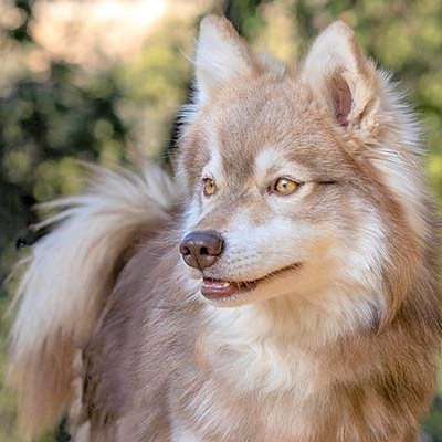 Light brown Alaskan Klee Kai