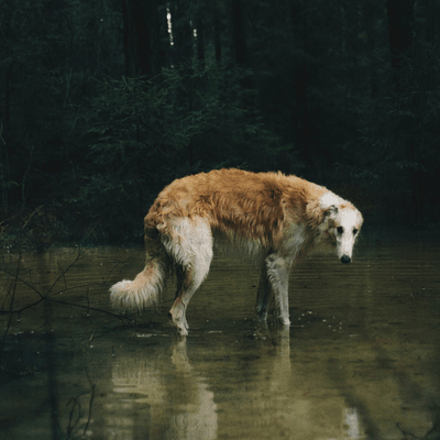 Fawn Borzoi