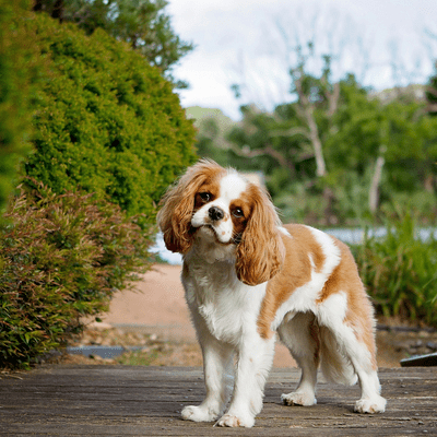 Blenheim Cavalier King Charles Spaniel