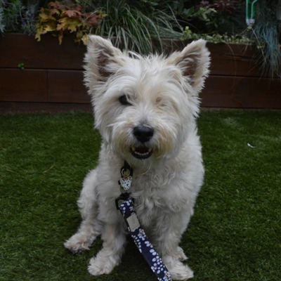 White Cairn Terrier