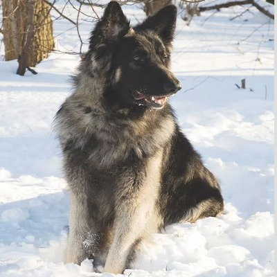 Brown and black Shiloh Shepherd